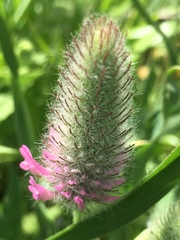 Trifolium purpureum