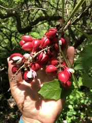 Paullinia sessiliflora