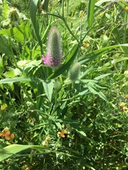 Trifolium purpureum