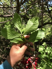 Paullinia sessiliflora