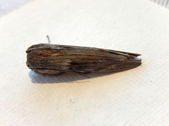 Capusa senilis