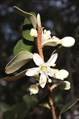 Philotheca trachyphylla