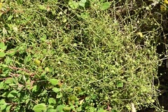 Scandia geniculata