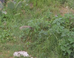 Passer domesticus domesticus