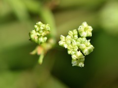 Scandia geniculata
