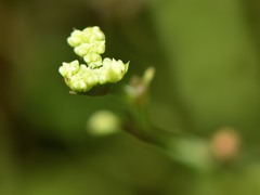 Scandia geniculata
