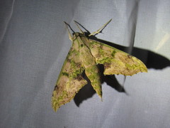 Xylophanes zurcheri