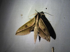 Xylophanes acrus