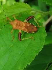 Nematopus nigroannulatus