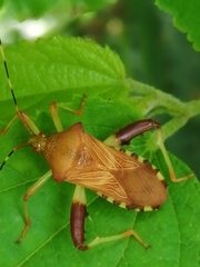 Nematopus nigroannulatus