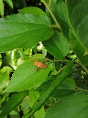 Nematopus nigroannulatus