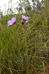 Leucocoryne purpurea