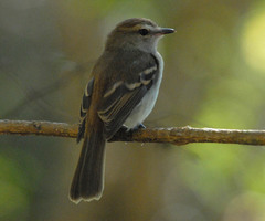 Cnemotriccus fuscatus