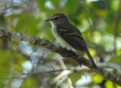 Cnemotriccus fuscatus