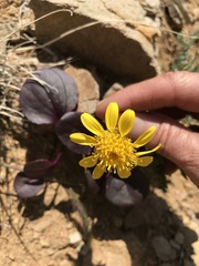 Senecio soldanella