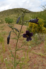 Salpiglossis sinuata