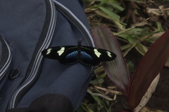 Heliconius doris
