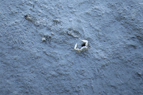 Ilyoplax strigicarpus