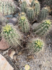 Echinocereus coccineus rosei