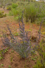 Senecio murorum