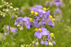 Solanum pinnatum