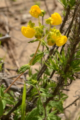 Calceolaria collina