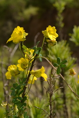 Tropaeolum hookerianum