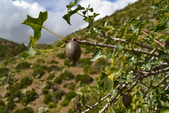 Vasconcellea chilensis