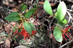 Grevillea polychroma