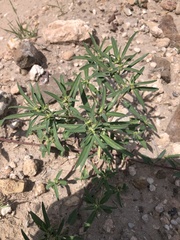 Euphorbia exstipulata