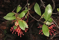 Grevillea polychroma