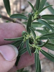Euphorbia exstipulata