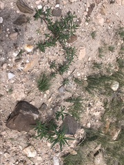 Euphorbia exstipulata