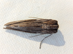 Capusa senilis