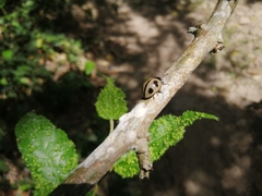 Aegithus quadrinotatus