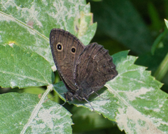 Cercyonis oetus