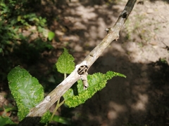 Aegithus quadrinotatus