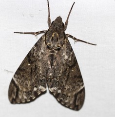 Psilogramma menephron