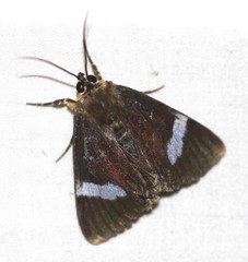 Argyrolepidia aequalis