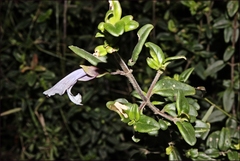 Prostanthera walteri