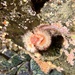photo of Red-trumpet Calcareous Tubeworm (Serpula columbiana)