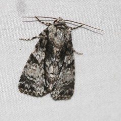 Turnerinycta phaeocosma