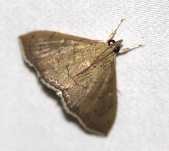 Hyalobathra