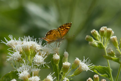 Phyciodes graphica