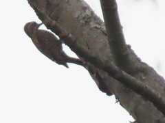 Dryobates spilogaster