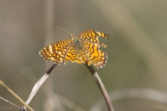 Phyciodes graphica