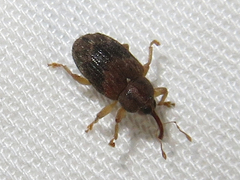 Lignyodes bischoffi