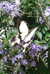 Papilio dardanus cenea