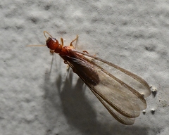 Zootermopsis nevadensis