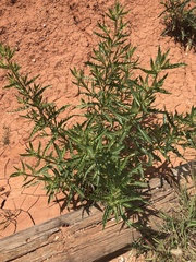 Mentzelia decapetala